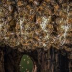 A quiet island experiment reveals a battle of the bees