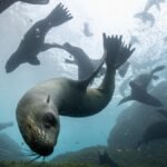 Chile’s Juan Fernández Islands are wild and beautiful. Residents want them to stay that way.