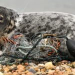 Meet the New England team working to rescue the seals