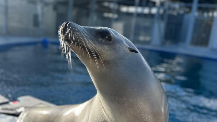 15-Year-Old Trained Sea Lion from California Better at Keeping Beat than Some Humans