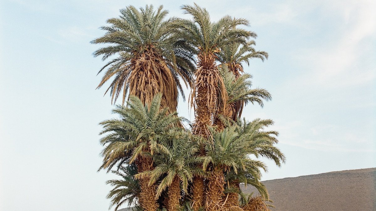 How to save a desert oasis—before it vanishes completely
